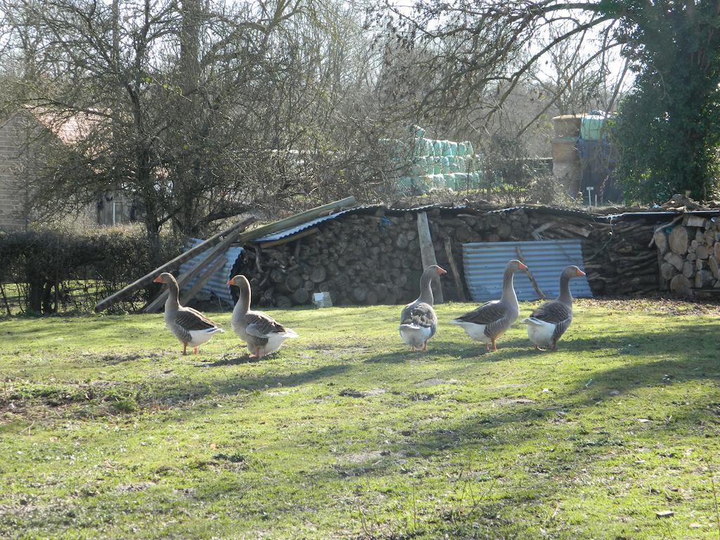 Meubles De Tourisme La Reserve Saint-Pierre-les-Bois Buitenkant foto